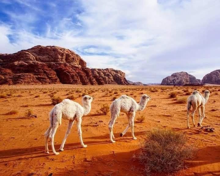 Enad Desert Camp 와디럼 외부 사진