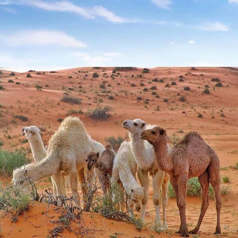 Enad Desert Camp 와디럼 외부 사진