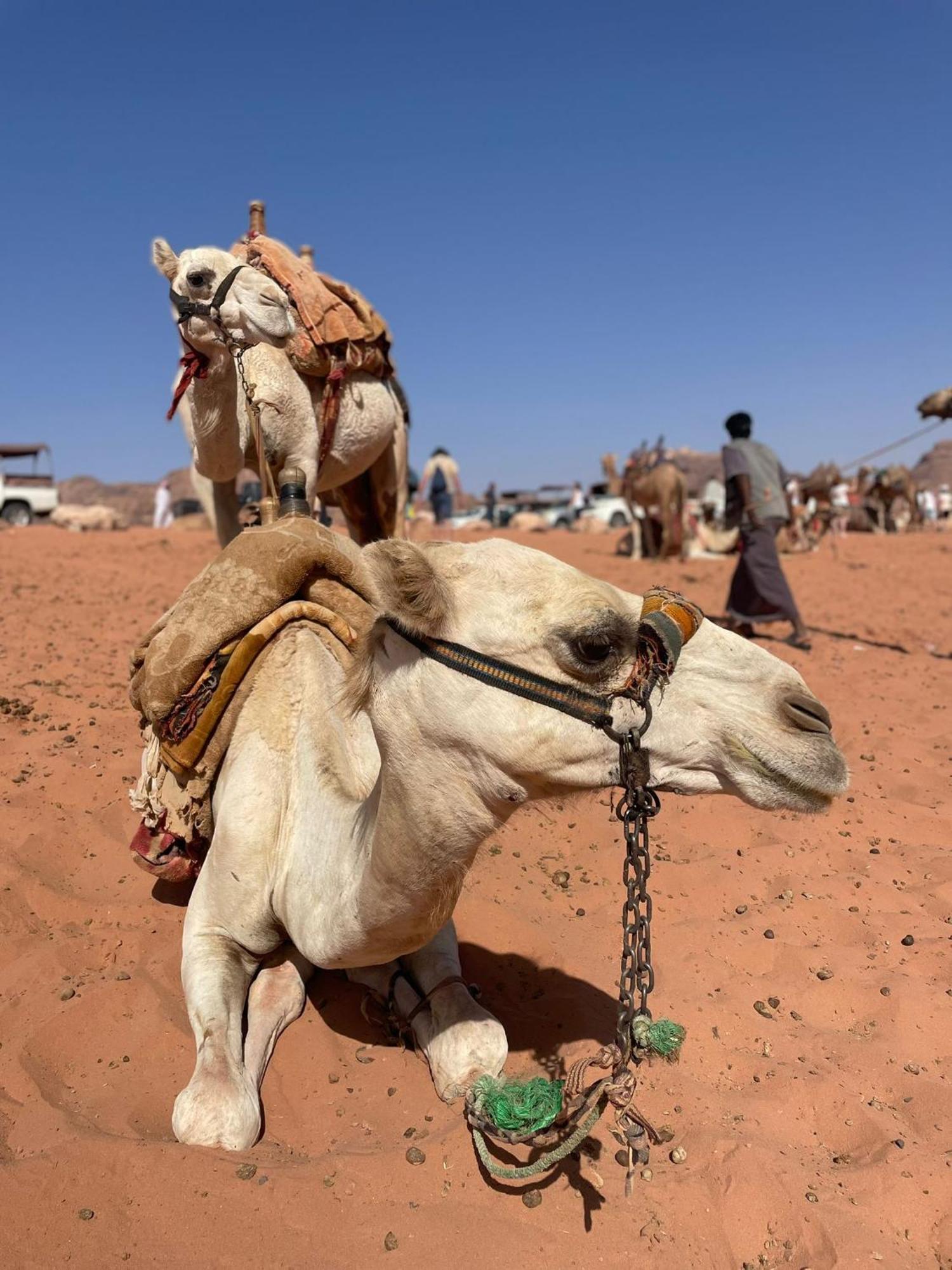 Enad Desert Camp 와디럼 외부 사진